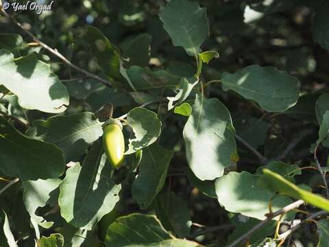 Sivun Quercus infectoria subsp. veneris (A. Kern.) Meikle kuva