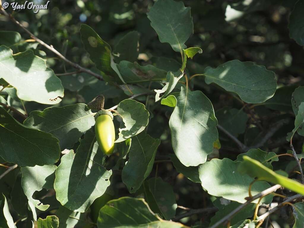 Sivun Quercus infectoria subsp. veneris (A. Kern.) Meikle kuva
