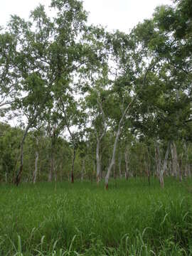 Image of white eucalyptus