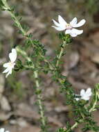 Image of Olearia minor (Benth.) N. S. Lander