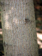 Image of Acer pictum subsp. mono (Maxim.) H. Ohashi