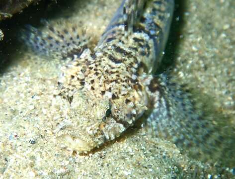 Image of Sculptured goby