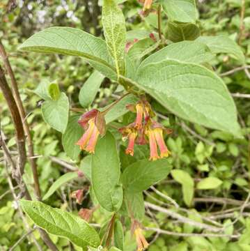 Imagem de Lonicera involucrata var. ledebourii (Eschsch.) Jeps.