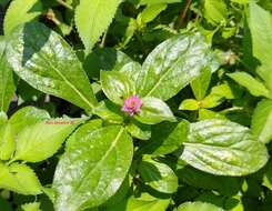 Imagem de Gomphrena globosa L.