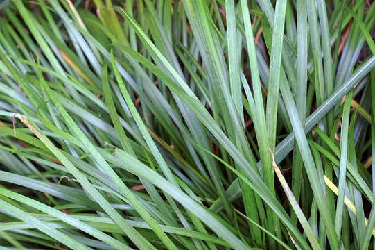 Image of Dwarf Sedge