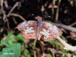 Image of Chiomara asychis autander Mabille 1891