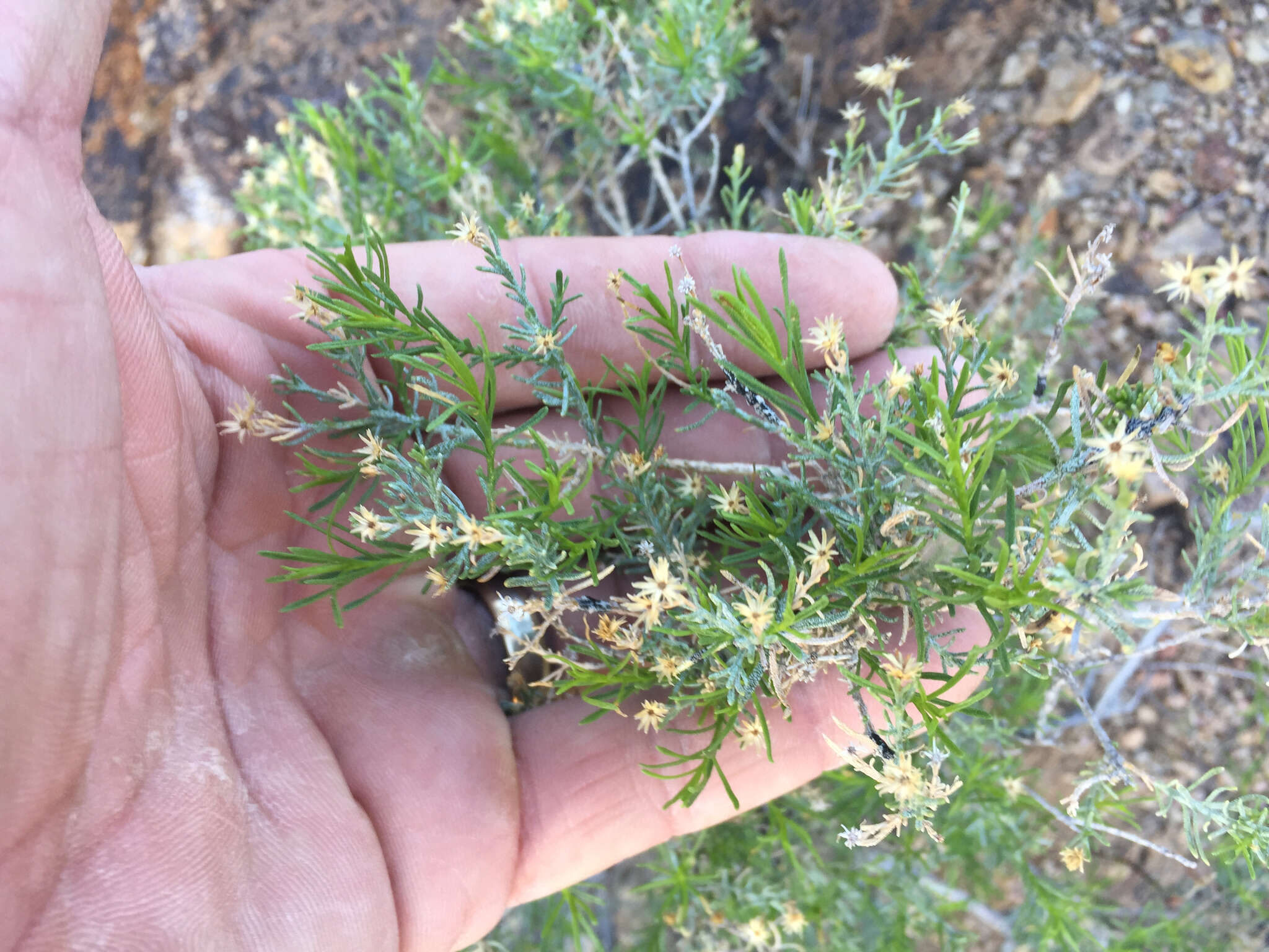 Imagem de Ericameria laricifolia (A. Gray) Shinners