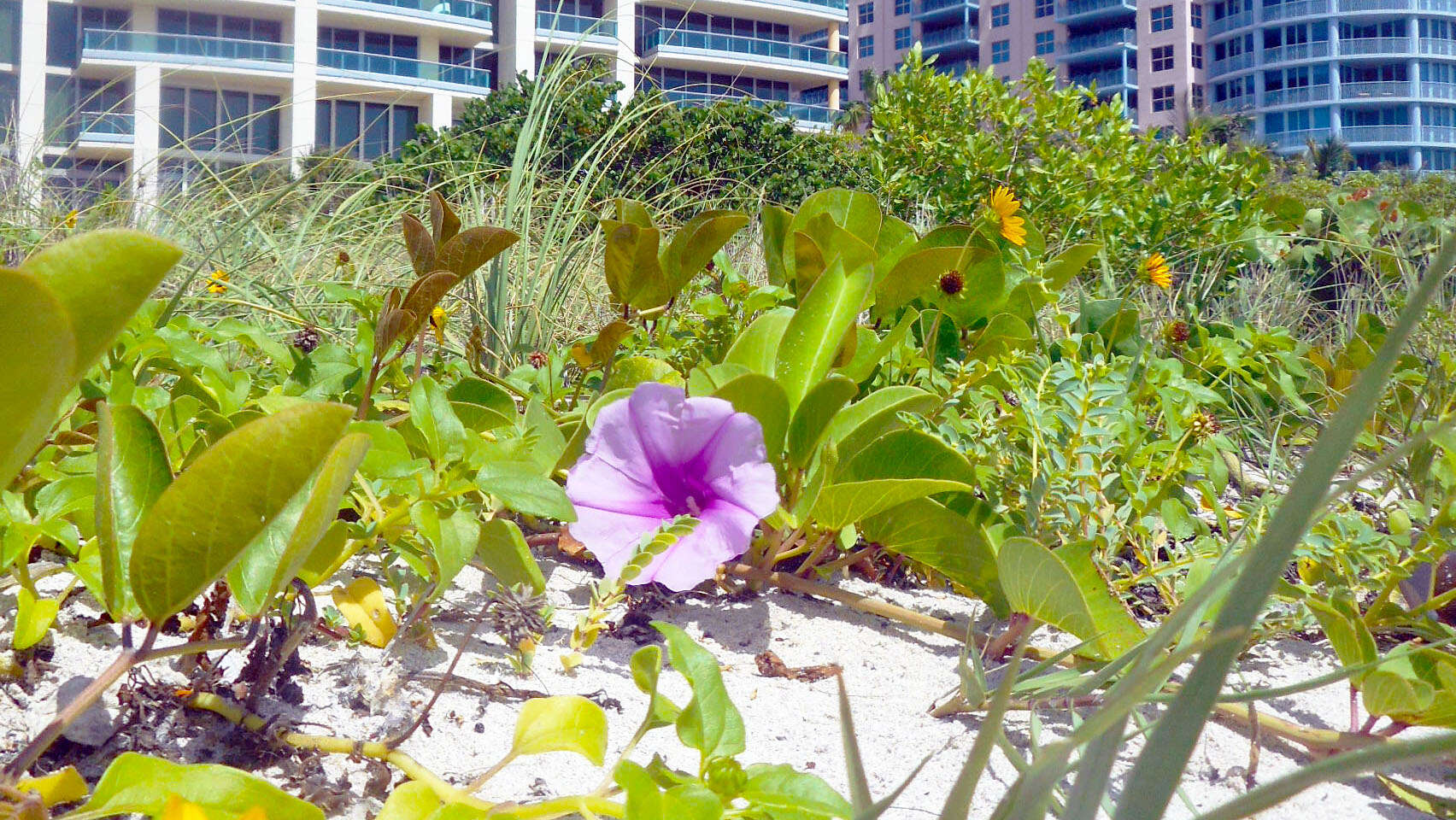 Ipomoea pes-caprae (L.) R. Brown resmi