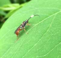 Image of Cratichneumon subfilatus Heinrich 1961