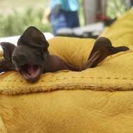 Image of Florida Bonneted Bat