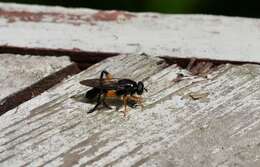 Image of Chalcosyrphus curvaria (Curran 1941)