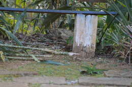 Image of Crescent-chested Puffbird