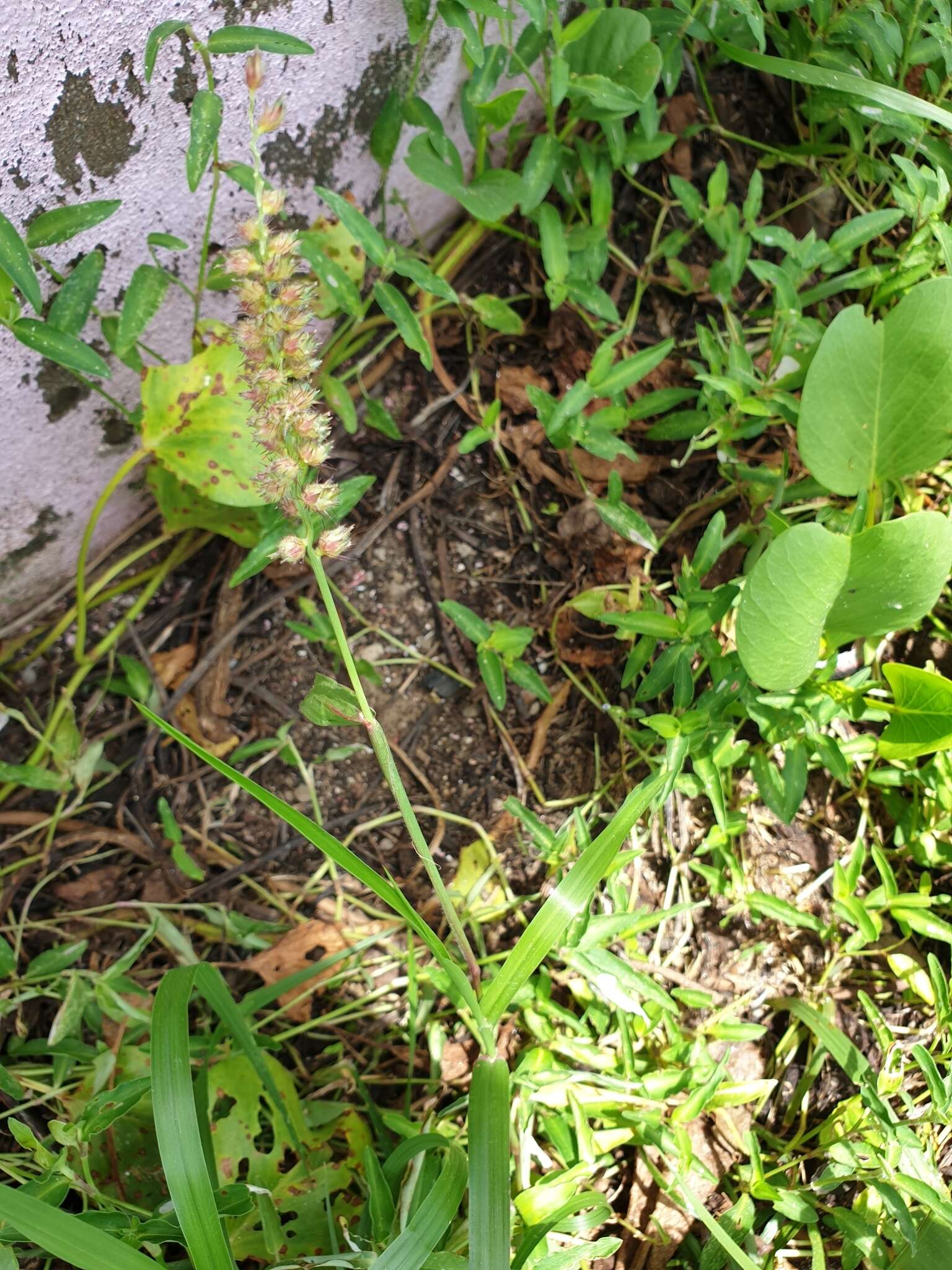 Image of Indian sandbur