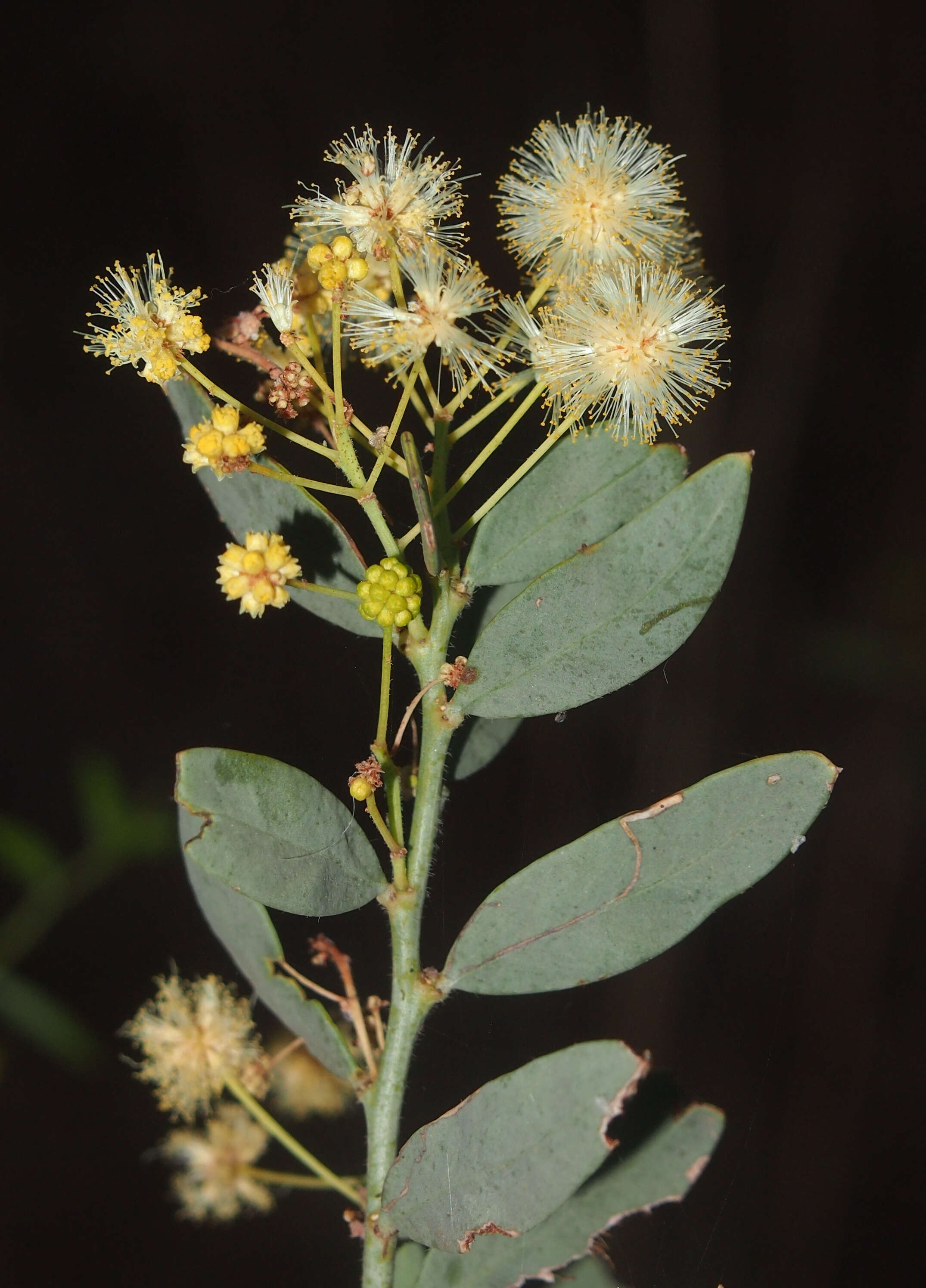 Acacia victoriae Benth. resmi