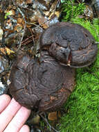 Image of Cortinarius ursus Soop 2001