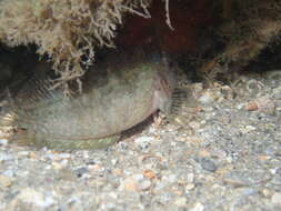 Image of Masquerader hairy blenny