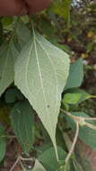 Image of Montanoa leucantha subsp. arborescens (A. P. DC.) V. A. Funk