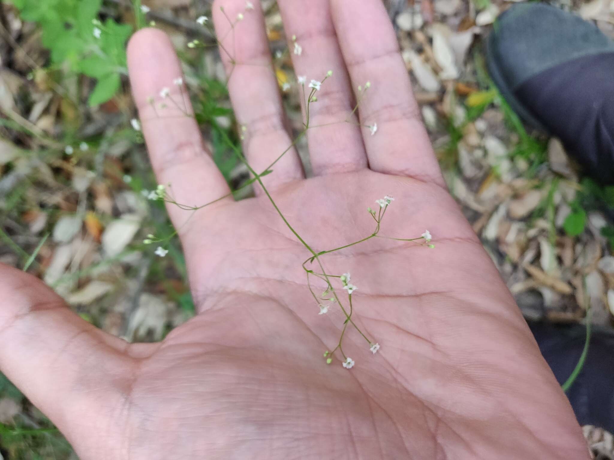 Image of Round-leaved Bedstraw