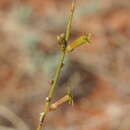 Image of Stackhousia clementii Domin