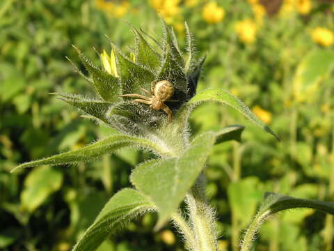 Image of common crab spider