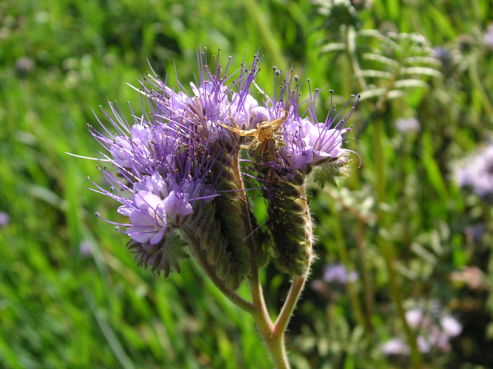 Image of common crab spider