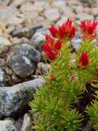 Image of Rhodiola quadrifida (Pallas) Fischer & Meyer