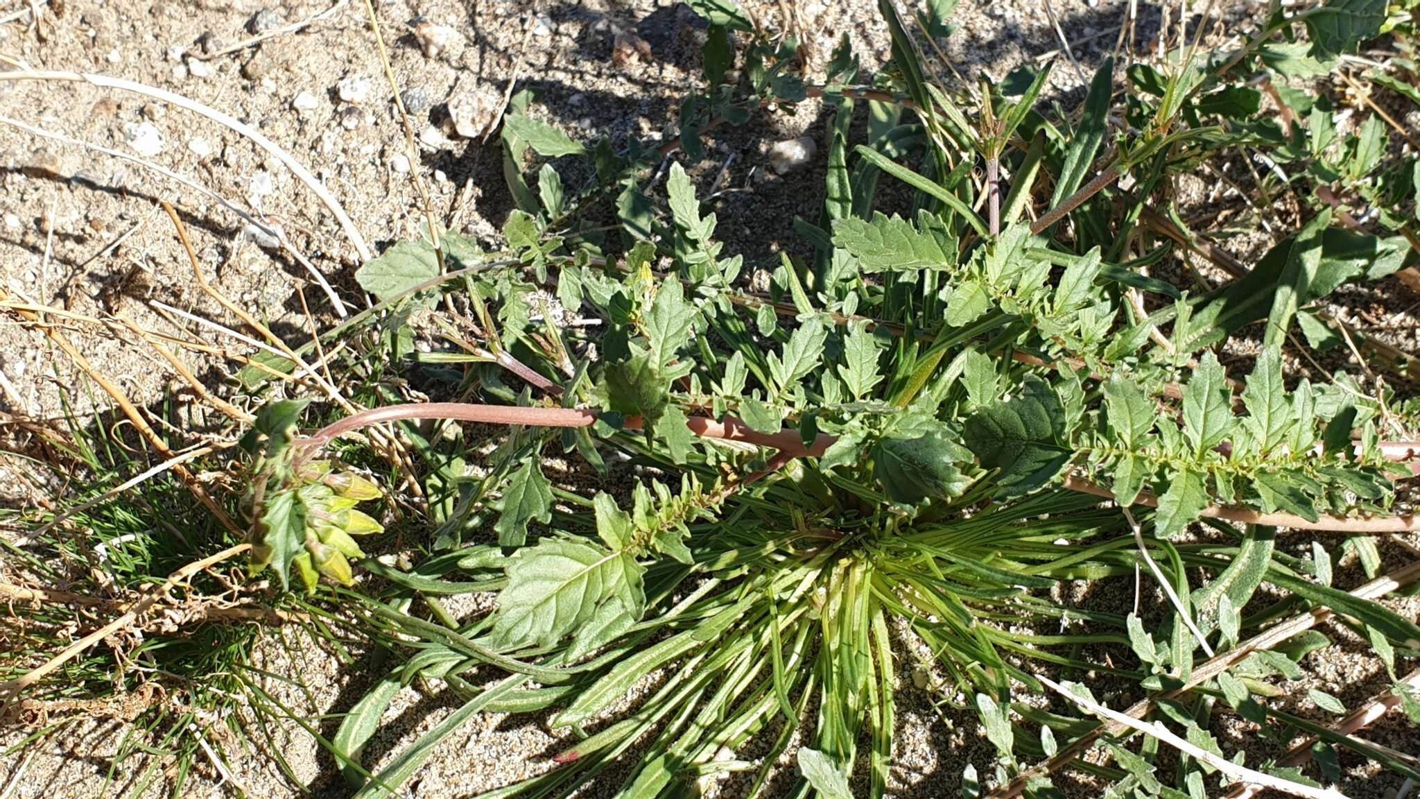 Chylismia claviformis subsp. aurantiaca (Munz) W. L. Wagner & Hoch resmi