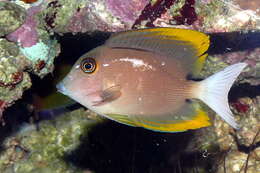 Image of Orange-tipped Bristletooth