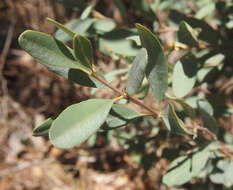 Image of Gastrolobium grandiflorum F. Muell.