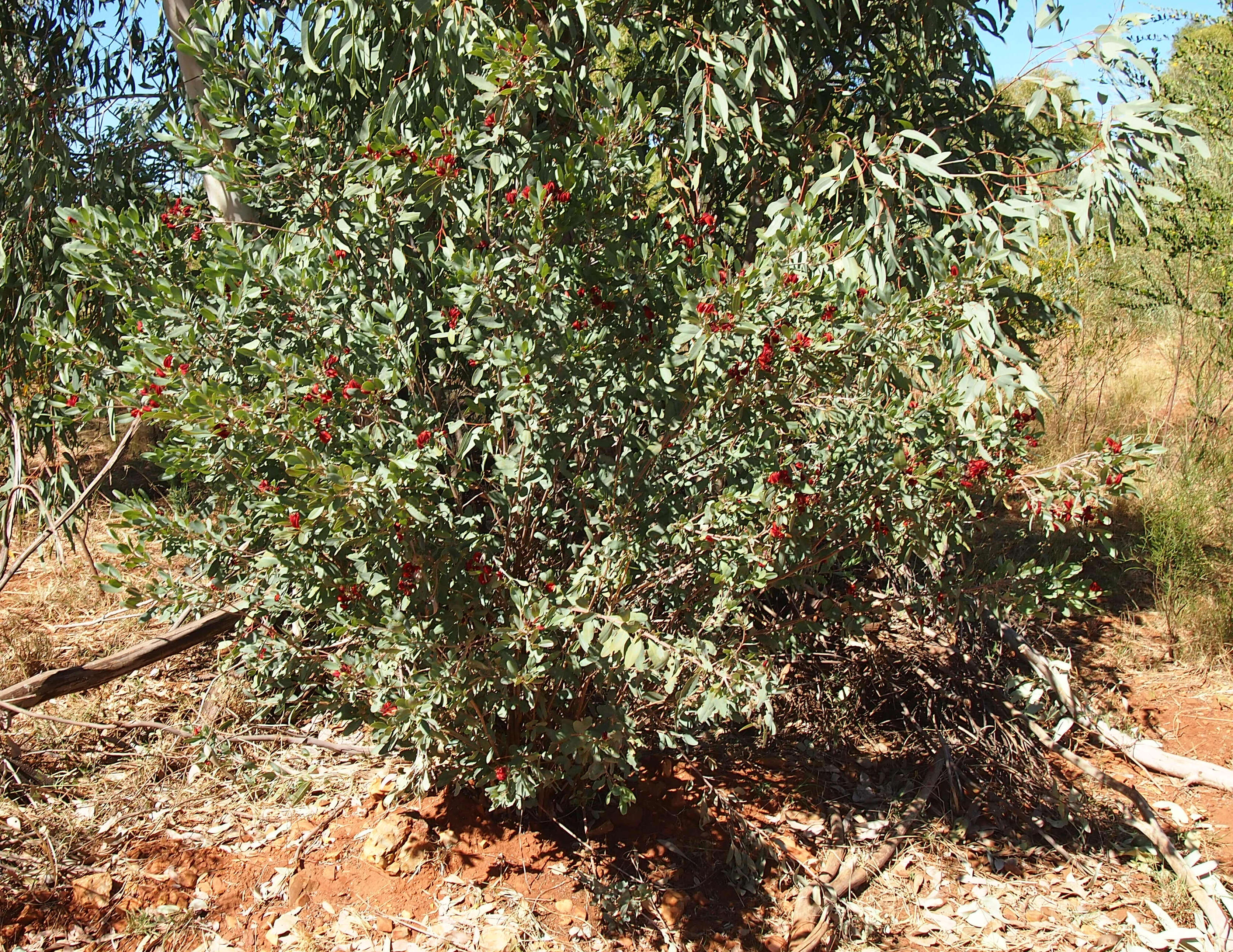 Image of Gastrolobium grandiflorum F. Muell.