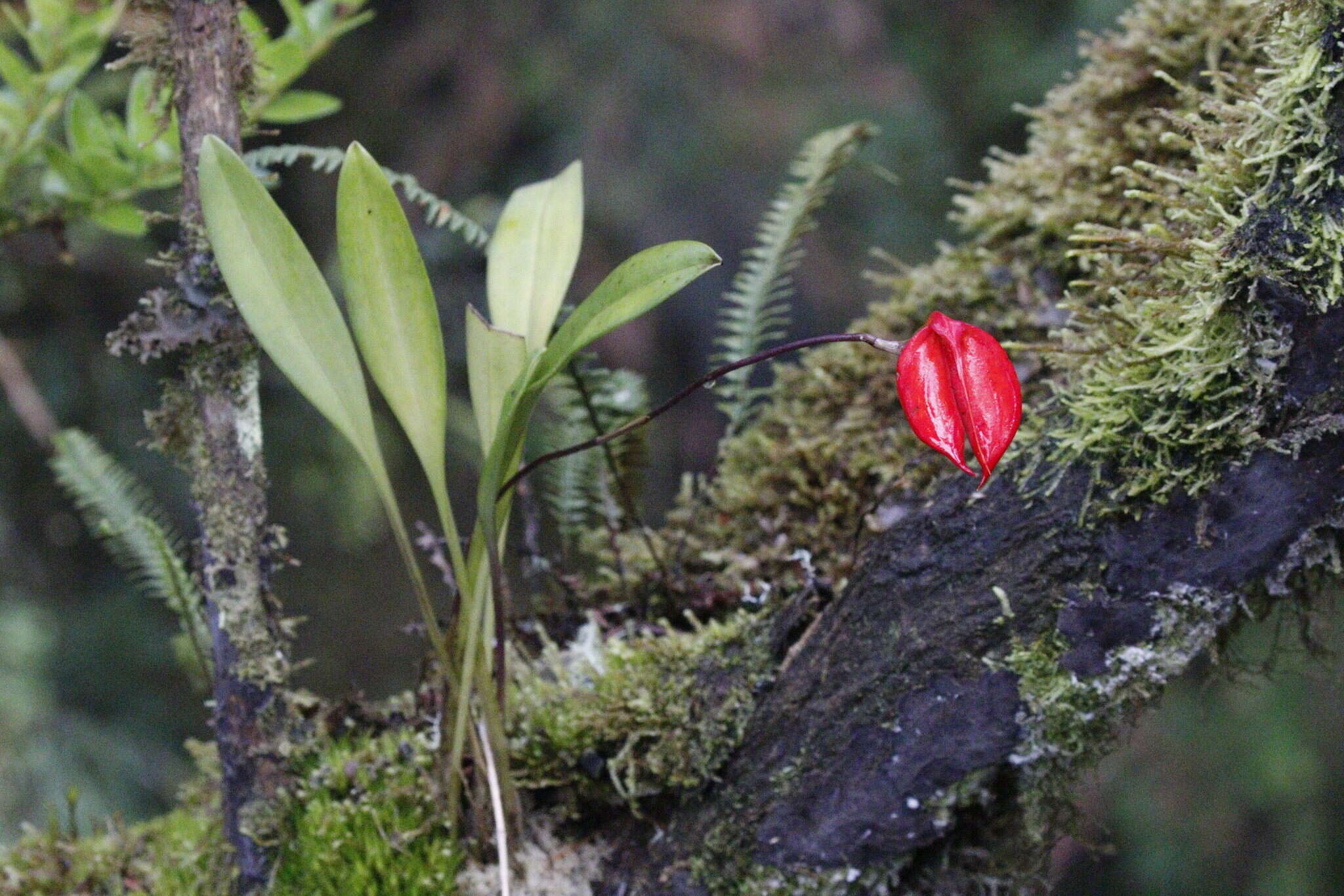 Image de Masdevallia coccinea Linden ex Lindl.