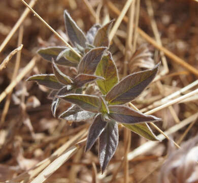 Image of Ipomoea polymorpha Roem. & Schult.