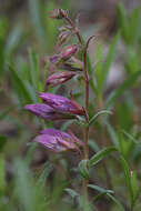 Слика од Penstemon fruticosus var. scouleri (Lindl.) Cronq.