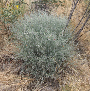 Image of Isotropis