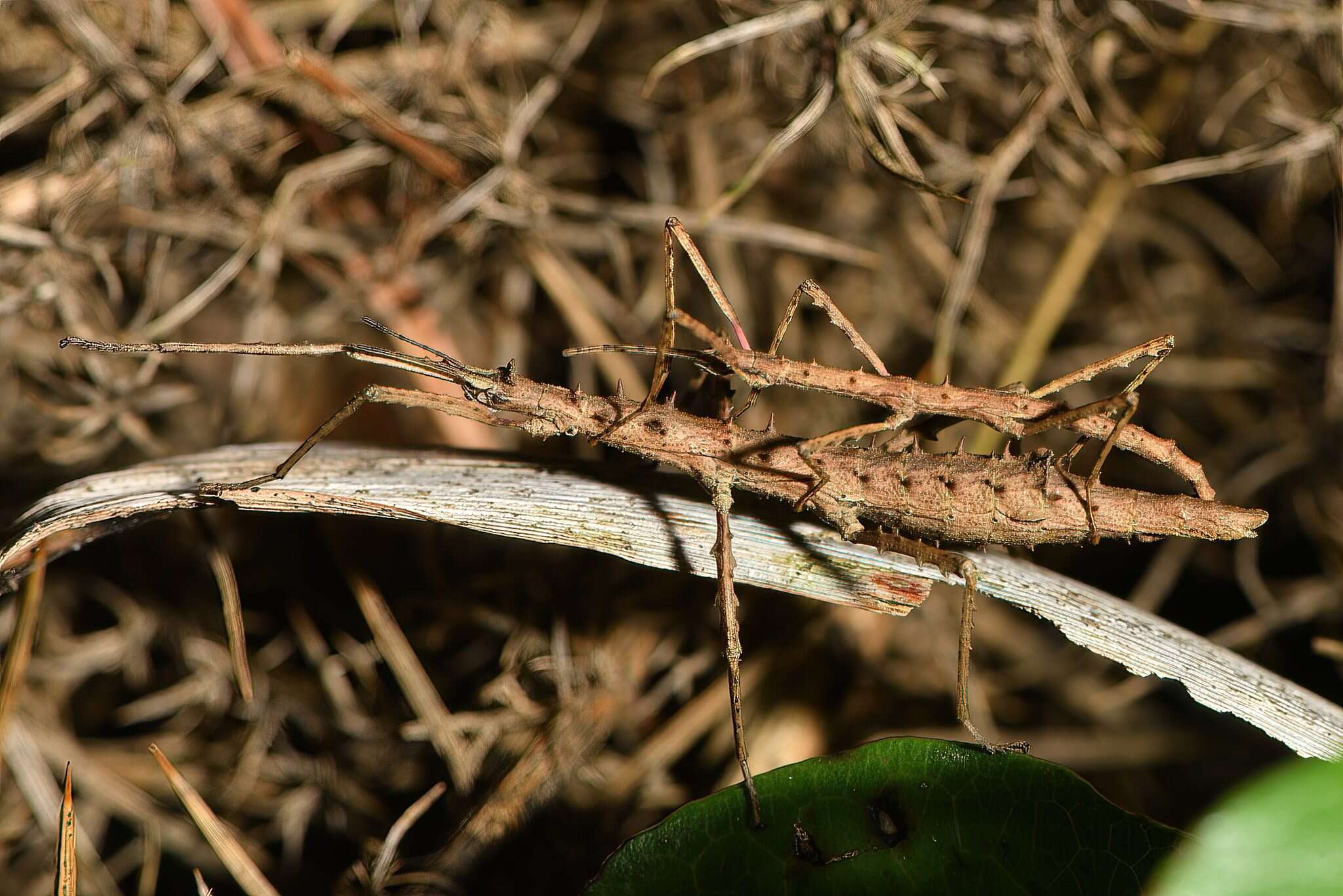 Image of Micrarchus hystriculeus (Westwood 1859)