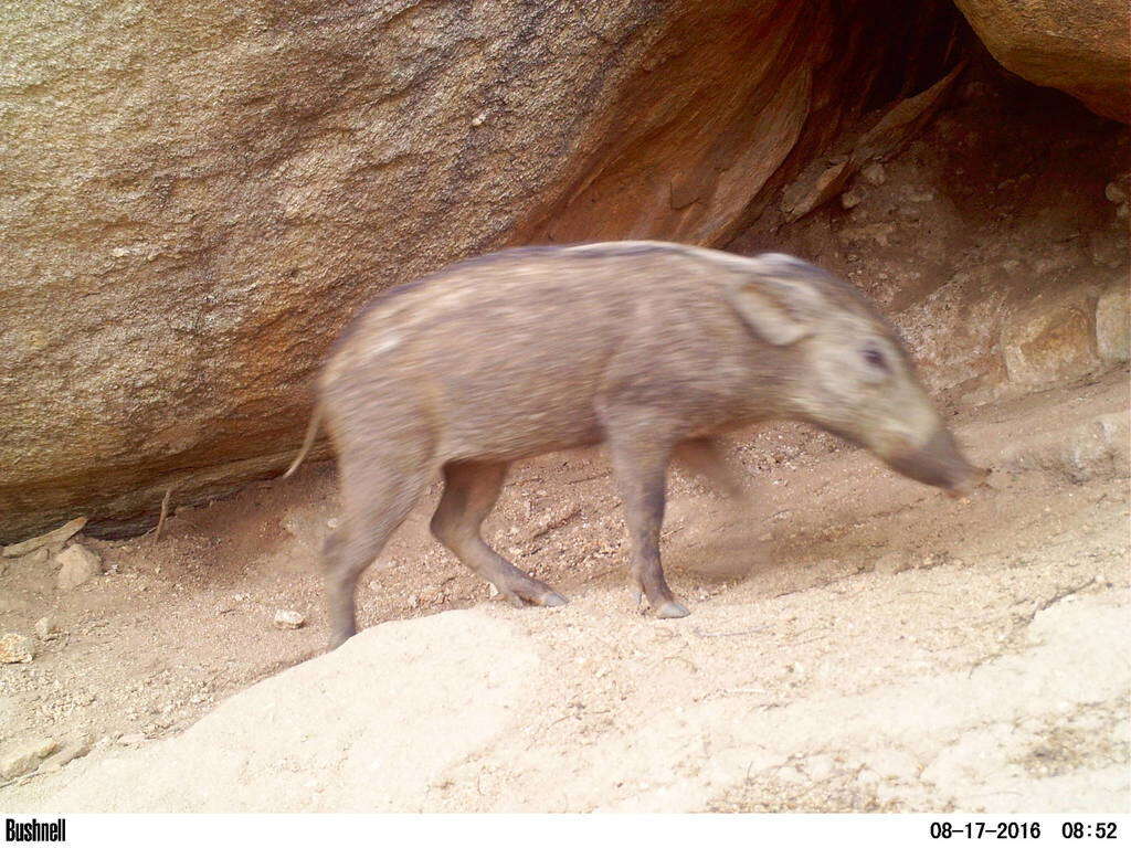 Image of Indian boar