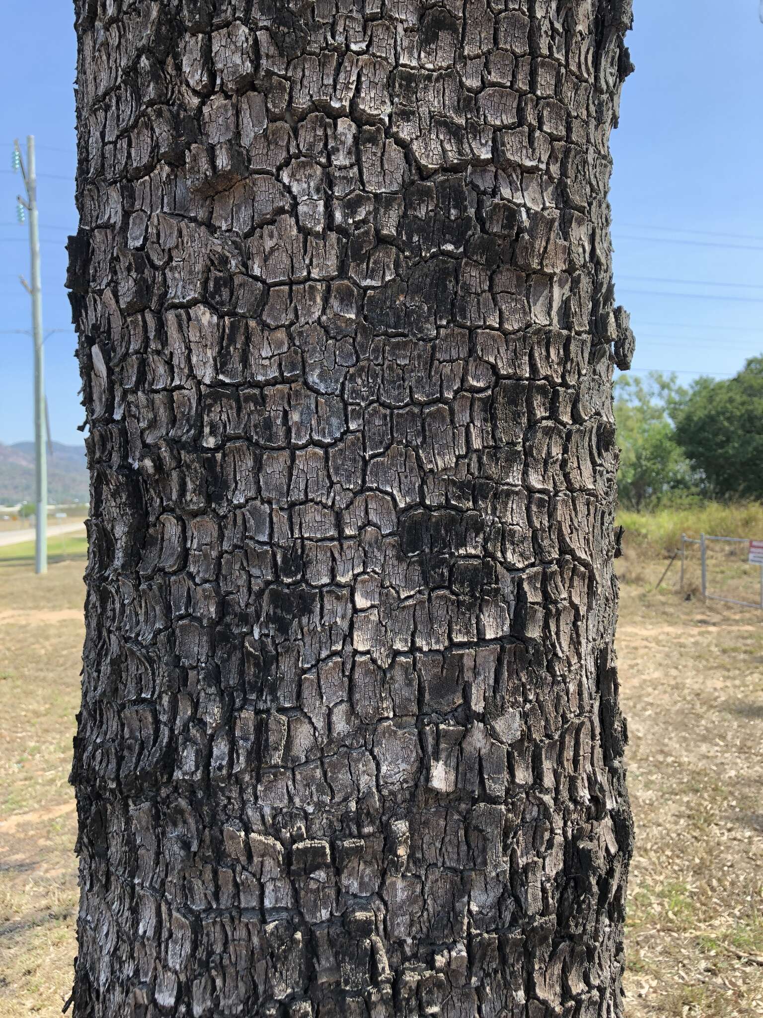 Image of Corymbia tessellaris (F. Müll.) K. D. Hill & L. A. S. Johnson