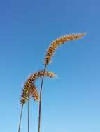 Image of bristly foxtail