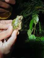 Image of Norton's Robber Frog