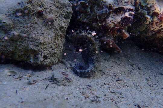 Image of Long-snouted Seahorse