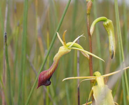 Image of Large tongue orchid