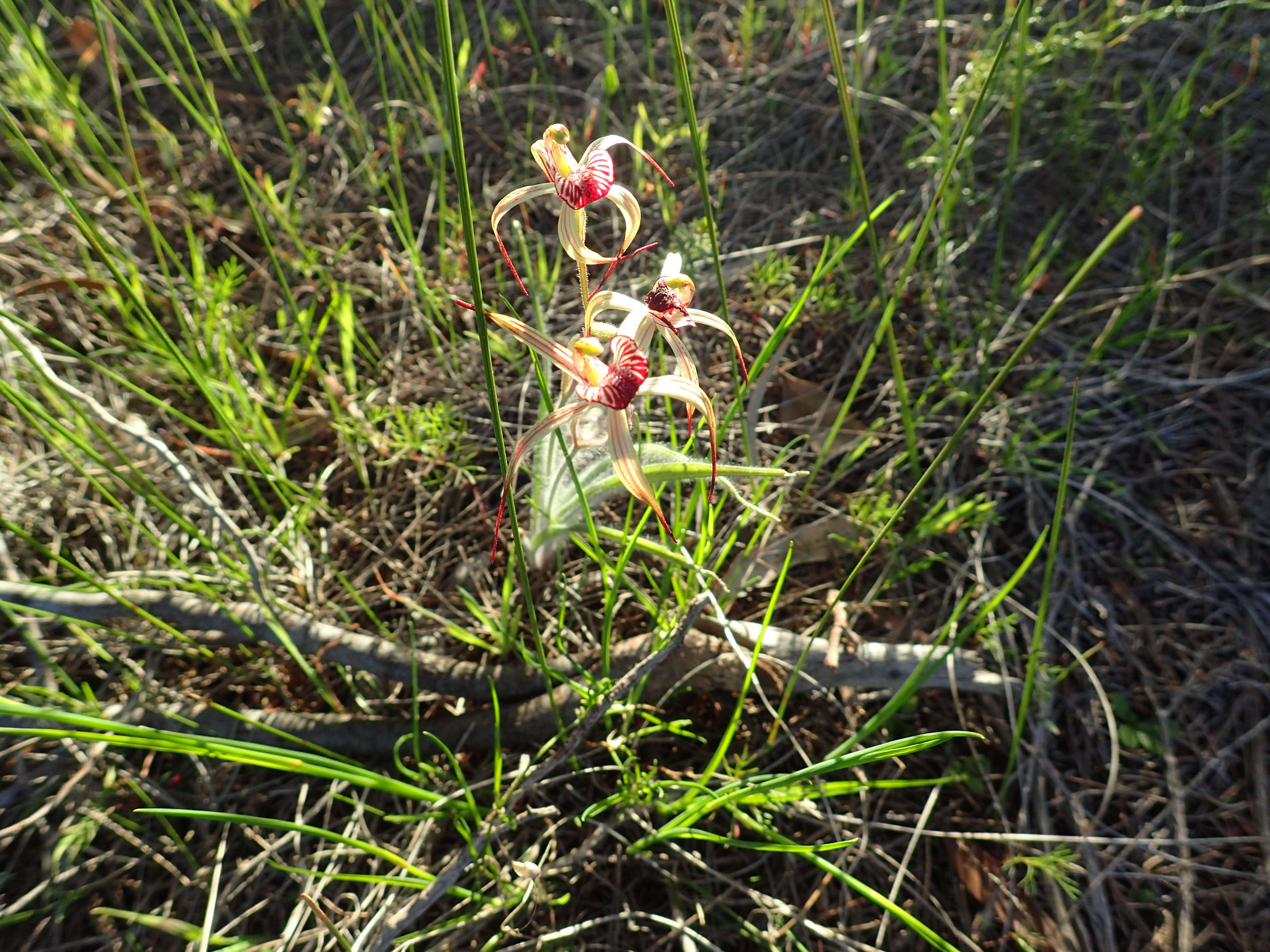 Image of Drooping spider orchid