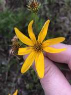 Image of longleaf sunflower