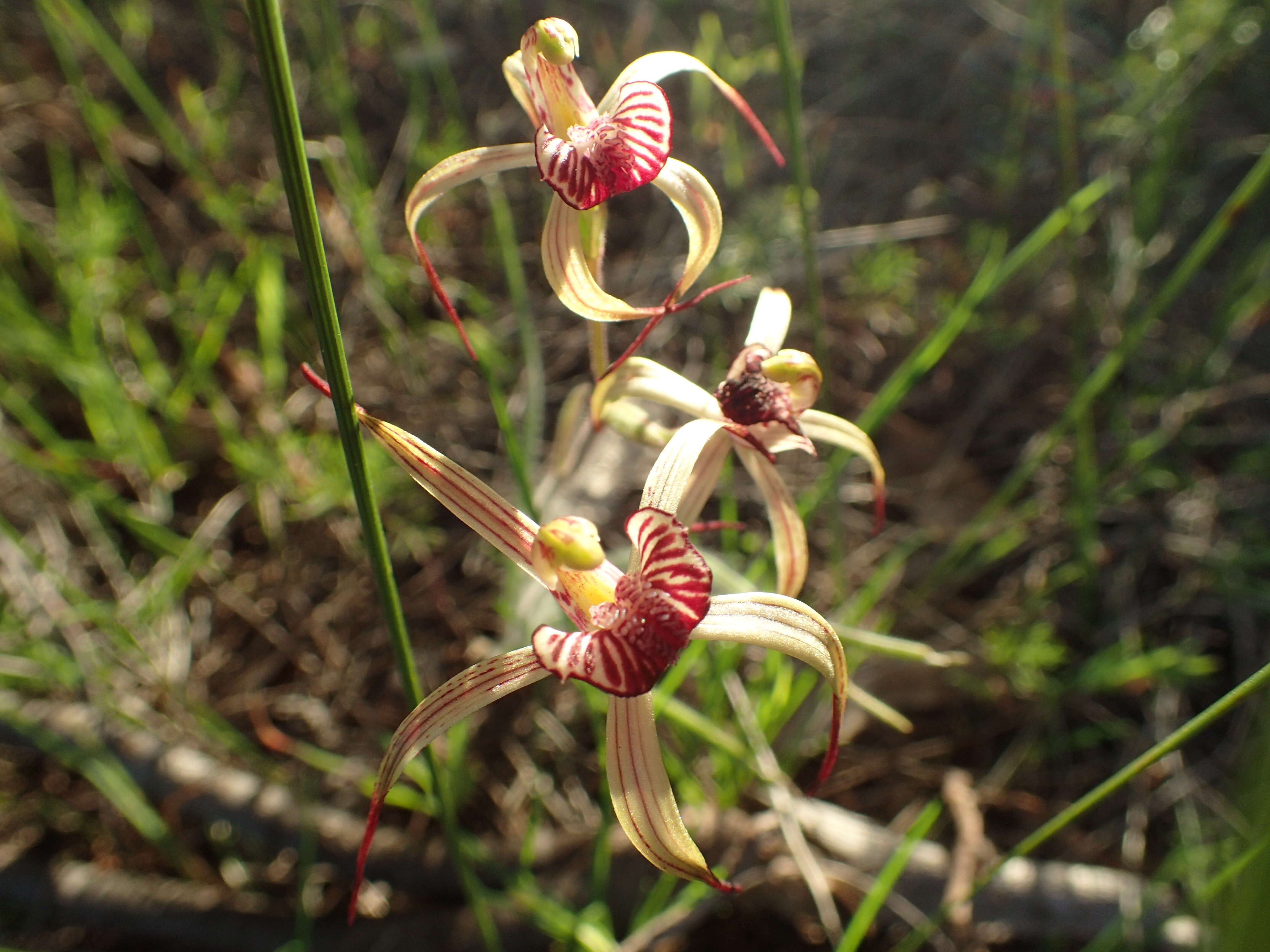 Image of Drooping spider orchid