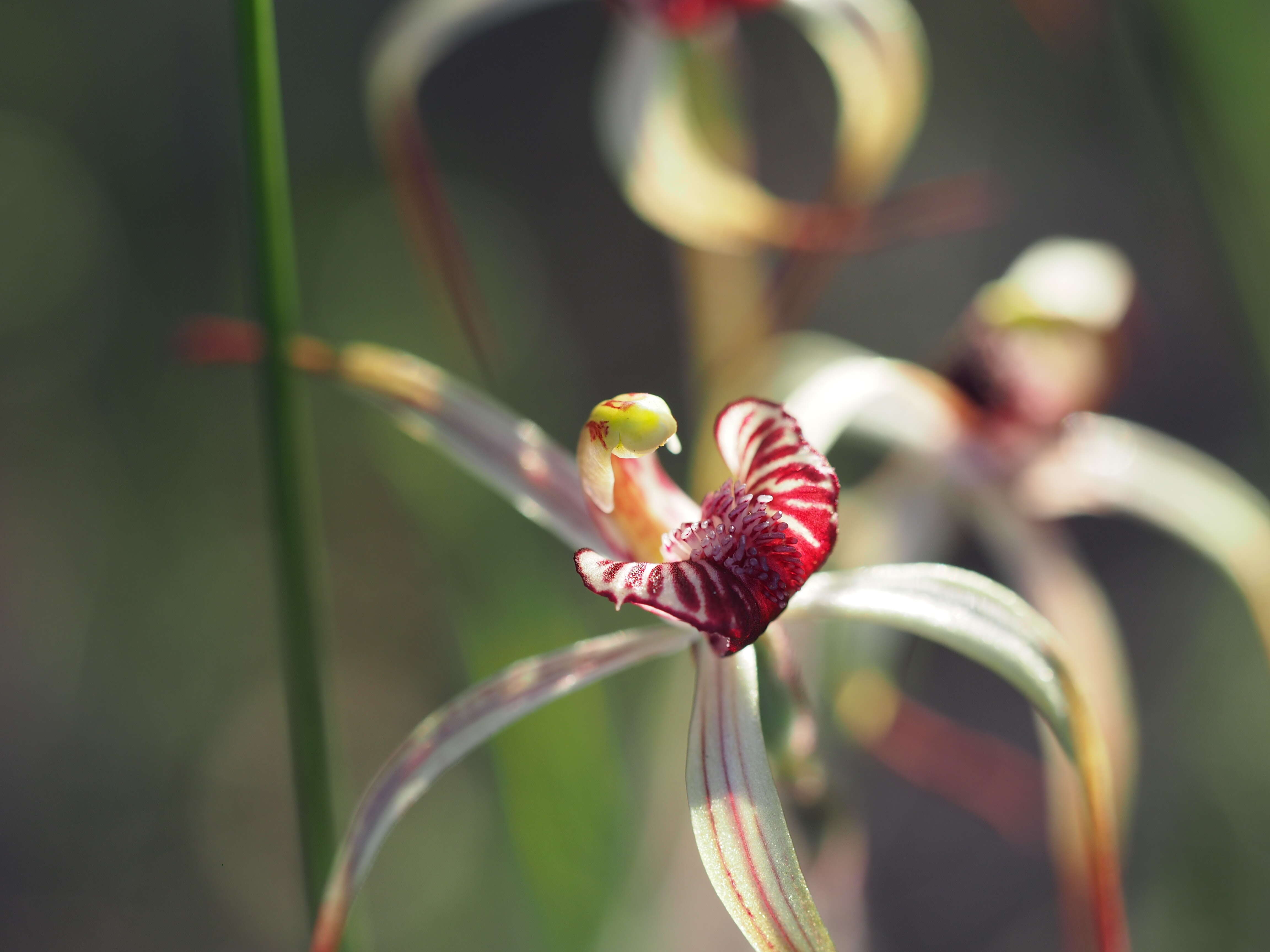 Image of Drooping spider orchid