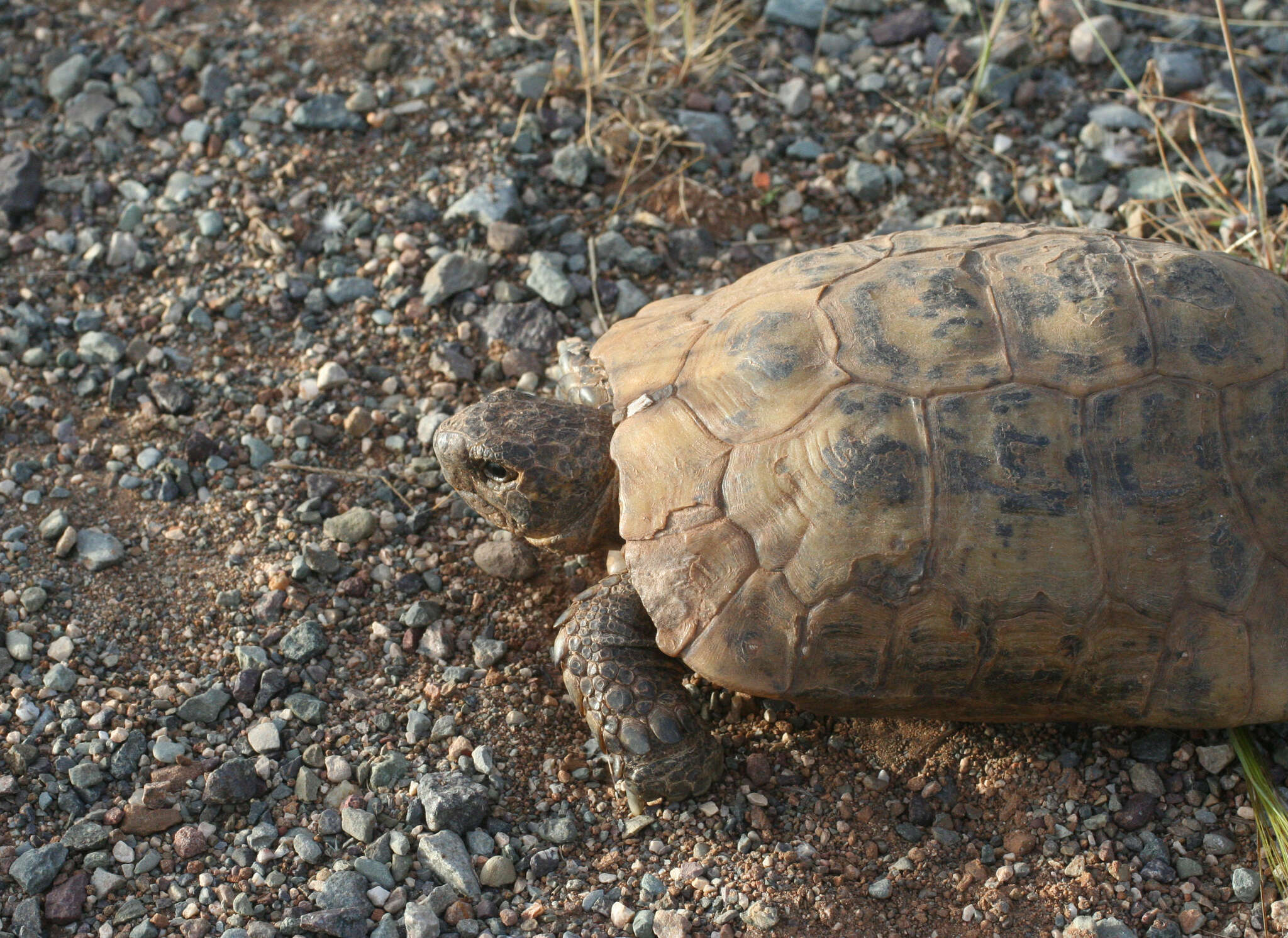 Image of Testudo graeca marokkensis Pieh & Perälä 2004