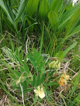 Lathyrus laevigatus subsp. occidentalis (Fisch. & C. A. Mey.) Breistr. resmi