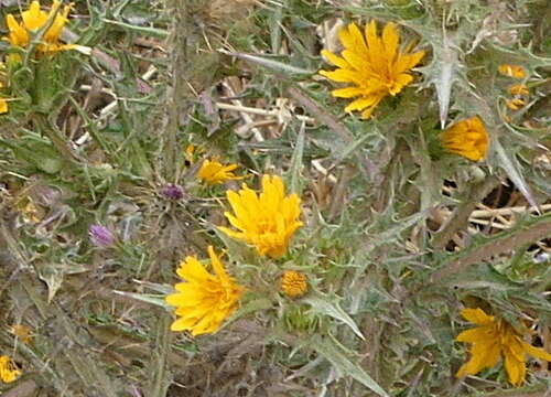 Image of Scolymus hispanicus subsp. occidentalis F. M. Vazquez