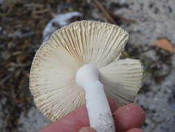 Image of Amanita arenicola O. K. Mill. & Lodge 2000