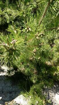 Image of Japanese Black Pine